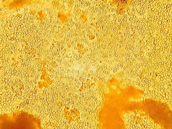 Дріжджі спиртові для біоетанолу Еноферм С2, Oеnoferm C2, 1 кг