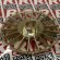 Impeller ROVER POMPE BE-M 14, BE-M 20 IP 55, N-14/20, MARINA 20/25, ROVER 20/25, DISPENSER BE-M 20/MARINA 20/25, COLOMBO 6/12/18, code 040035